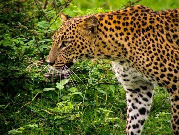 A Sri Lankan leopard walking through green undergrowth