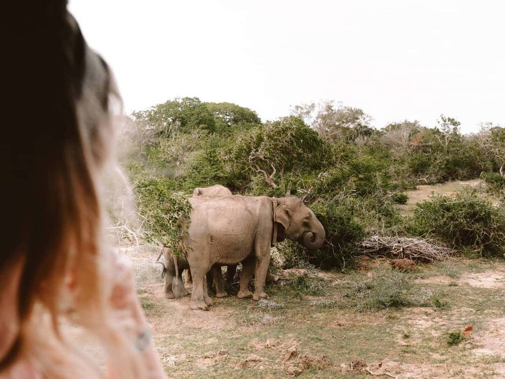 Wild elephants seen from a safari jeep