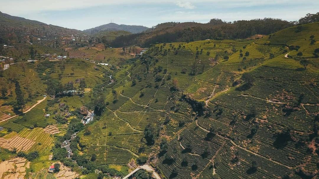 Green tea terraces near Nuwara Eliya