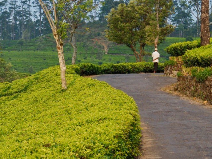Railway line curving through tea country